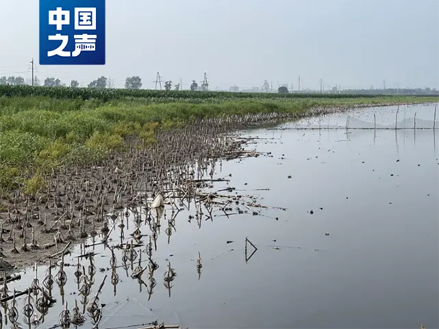 △严重积水区域已形成大面积水塘（中国之声记者江晓晨 摄）