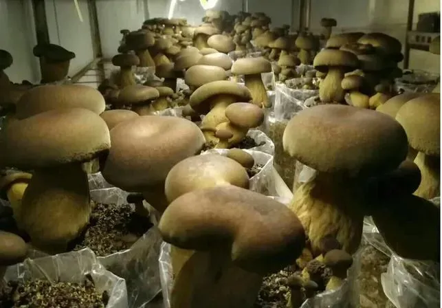 网站首页-云南省热带作物科学研究所