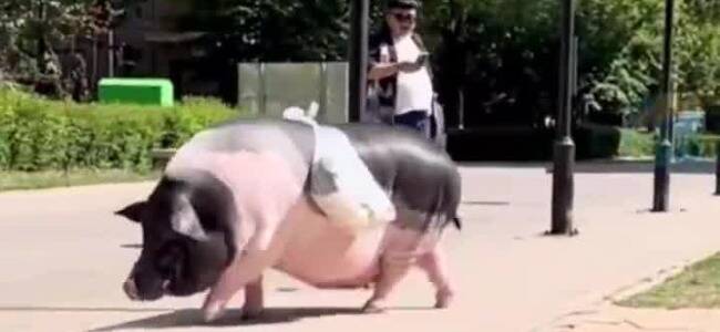 女子外出带400斤宠物猪帮忙驮菜 网友：养猪千日用猪一时！
