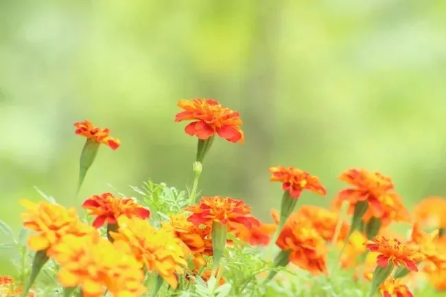 学会了吗（中秋节的唯美短语）中秋节的短句子很短很短的句子 第3张