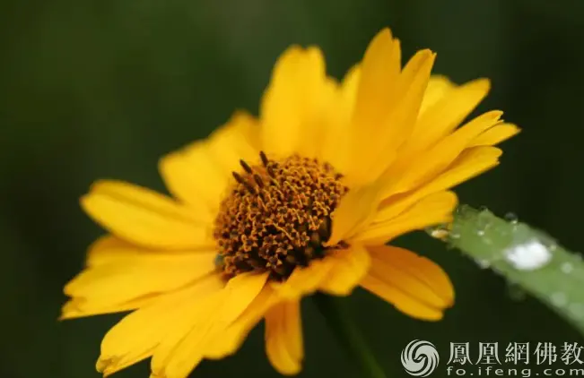 图片来源：凤凰网佛教文化 摄影：十愿