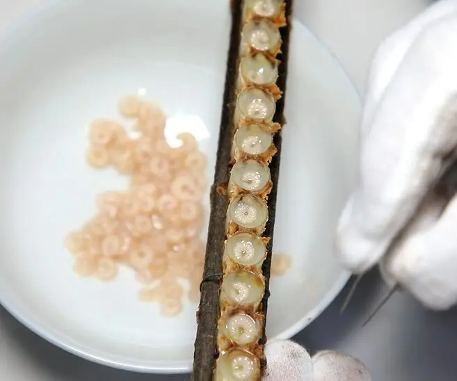 蜂王胎片起什么作用?蜂王胎的作用与功效?（蜂王胎片怎么吃效果最好）