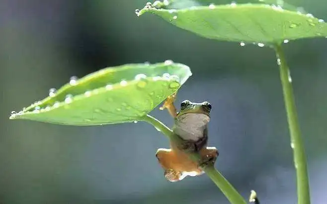 这都可以？（青草池塘处处蛙全诗）黄梅时节家家雨,青草池塘处处蛙出自哪首诗 第5张