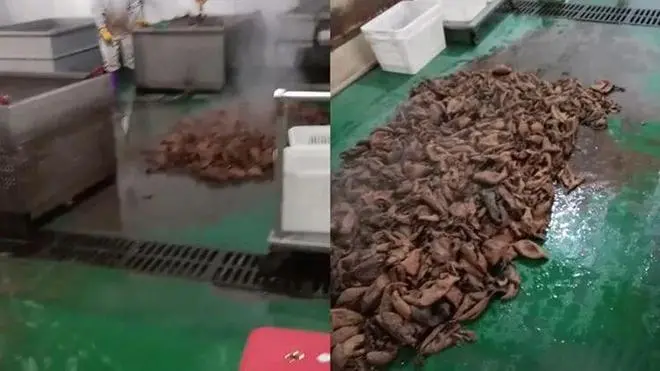 26.9亿天价索赔，网红鹿哈崩了_https://www.izongheng.net_快讯_第4张