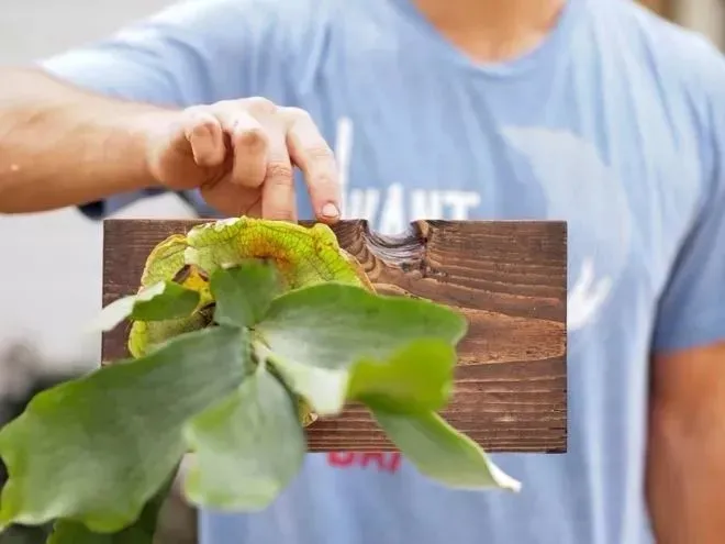 这些普通的盆栽绿植品种很多，有些小众的品种反而更耐看-哪种小盆栽好养活且观赏性强