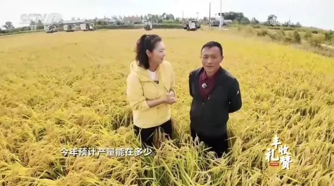 电视台报道水稻亩产万斤？这是在2025年……_https://www.izongheng.net_快讯_第2张