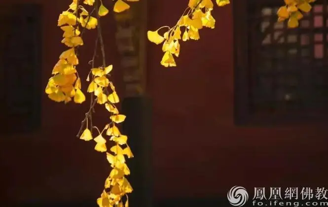 图片来源：凤凰网佛教文化 摄影：十愿