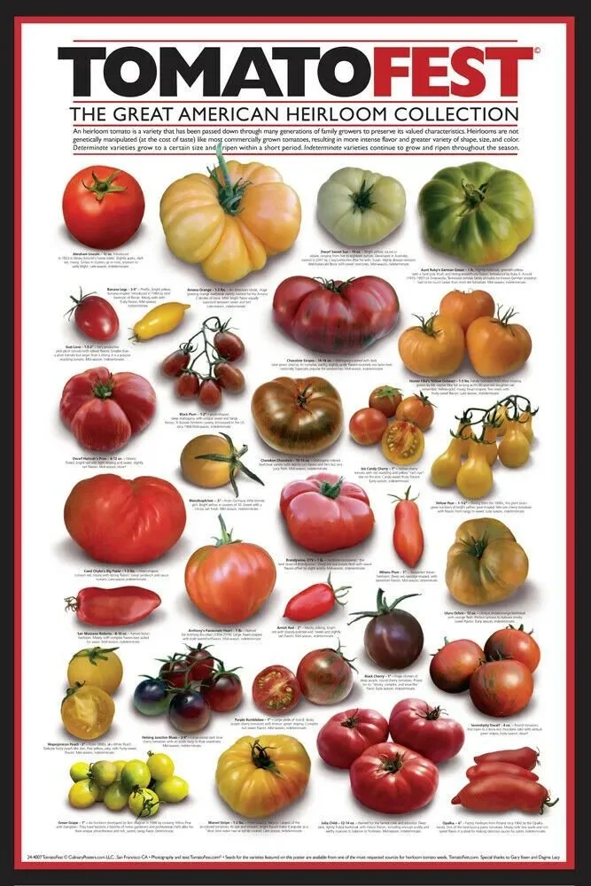 植物學分類：西紅柿是水果；烹飪分類：西紅柿是蔬菜