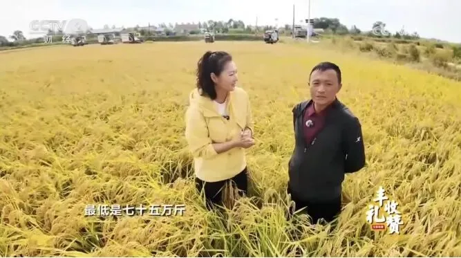 电视台报道水稻亩产万斤？这是在2025年……_https://www.izongheng.net_快讯_第3张