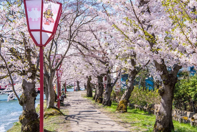 日本樱花（图源：日本国家旅游局官网）