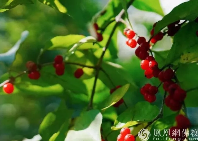 图片来源：凤凰网佛教 摄影：小土