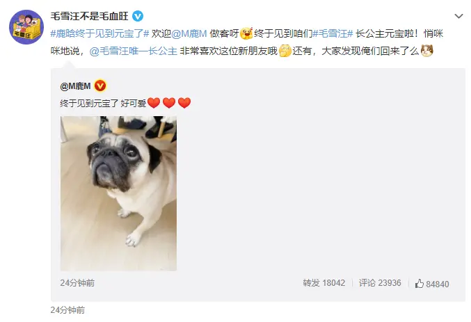 鹿晗晒狗狗照片做客综艺《毛雪汪》 激动表示“元宝”好可爱