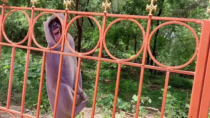 《今日印度》网站8月30日关于“新德里道路旁等场所出现猴子模型以防止出现猴子威胁情况”报道中所配图片