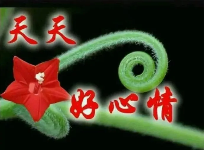 微信最新版漂亮早上好图片问候祝福语录，最美早晨好鲜花问候图片早上好动态美图-早上好微信最新图片