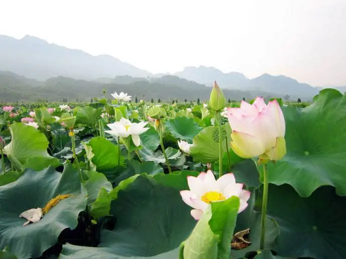 不要告诉别人（晓出净慈寺送林子方的意思）晓出净慈寺送林子方这首诗是什么意思 第3张