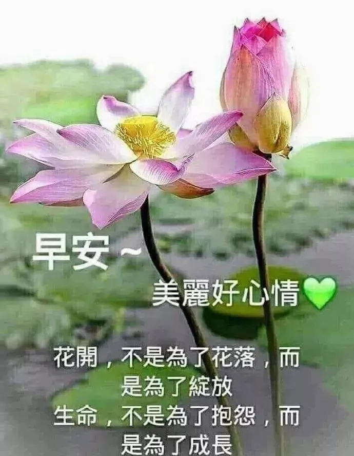 每日群发早上好温馨漂亮祝福语美图，早安带字带祝福语图-群发早上祝福语