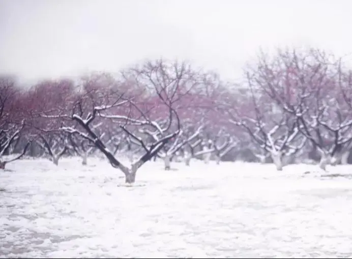 “北国风光无限美，傲雪峥嵘玉琼枝”开着越野