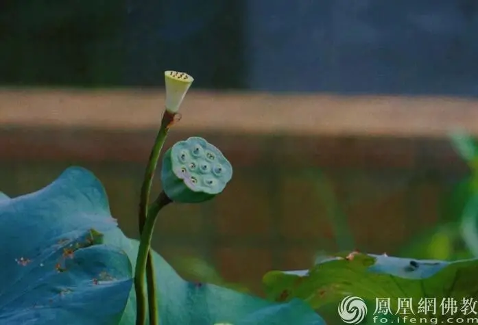 图片来源：凤凰网佛教文化 摄影：十愿