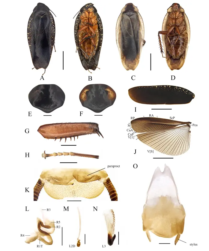 △缘点大光蠊的形态结构