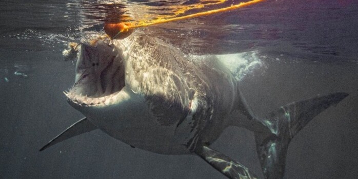 摄影师近距离拍摄凶猛鲨鱼 血盘大口龇牙咧嘴
