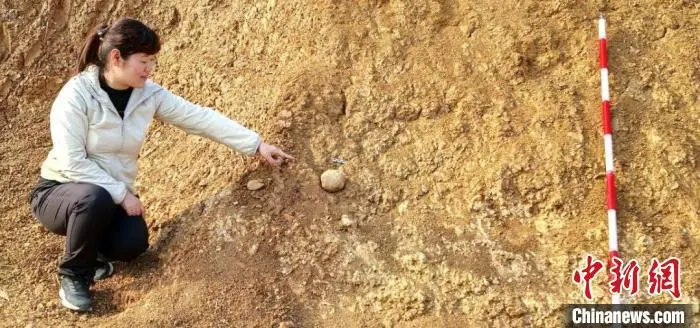 图为大爷山遗址发现石球。陕西省文物局供图