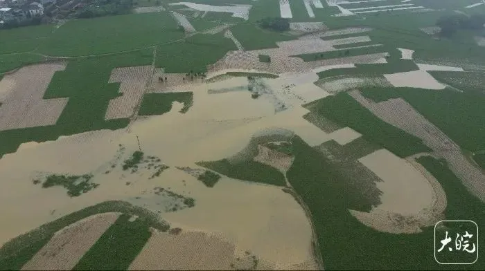 洪水侵襲廣東"養蠶村":蠶房臭味撲鼻萬畝桑田被淹