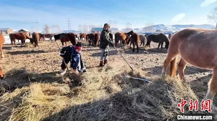 图为小鱼和光哥挑草、饮马。 小鱼供图