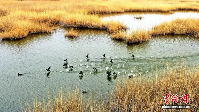 民勤青土湖，水鸟嬉戏。（资料图）马爱彬　摄