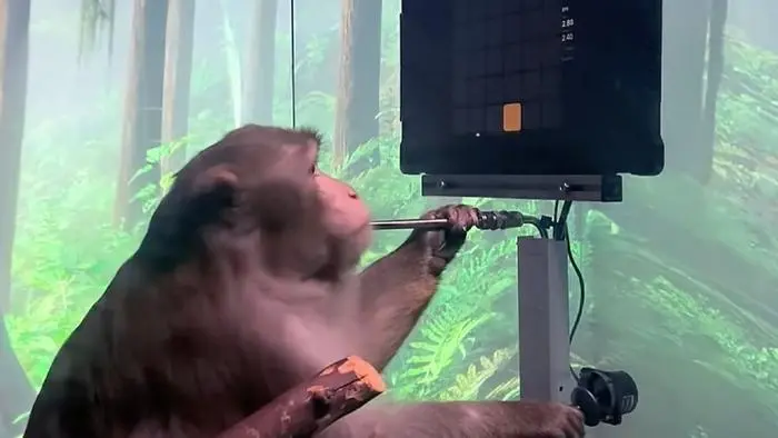 Neuralink使用猴子进行实验