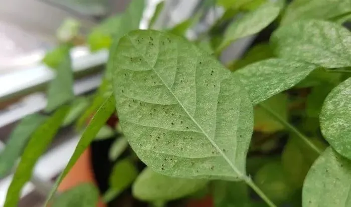 家里的盆栽绿植不小心感染红蜘蛛，没有喷药，用这几种方法解决-绿植有红蜘蛛用什么药
