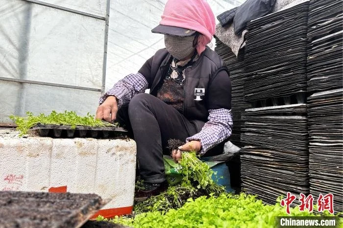 图为务工人员移植芹菜苗。　李隽 摄