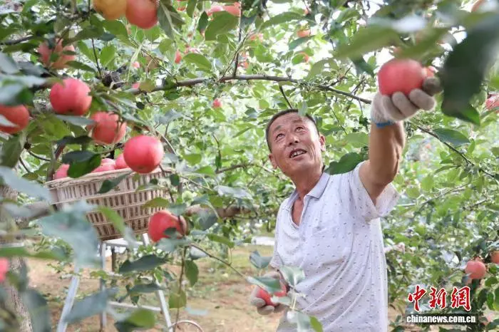 圖為陜西省延安市洛川縣的果農(nóng)正在采摘早熟蘋果。　李進 攝