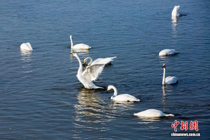 初冬时节，甘肃省武威市民勤石羊河国家湿地公园天鹅翩跹到访。白发民　摄