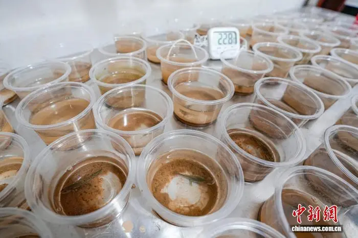 繁育中的中国小鲵。刘影 摄