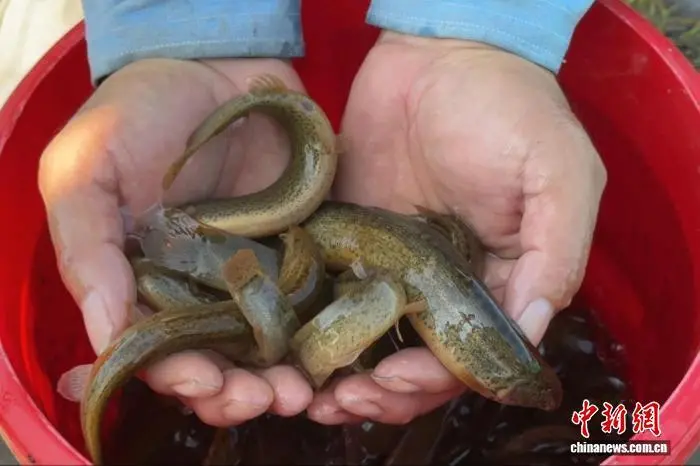图为菜吴村稻田里的泥鳅。连晨宇 摄