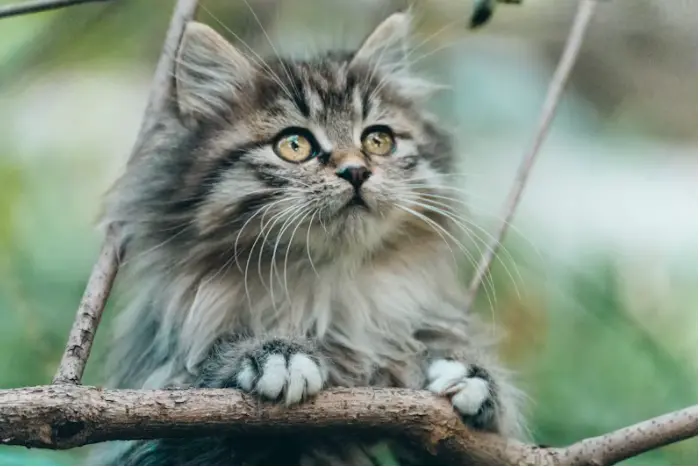 宠物疫苗知识大普及：猫三联与妙三多的作用及区别