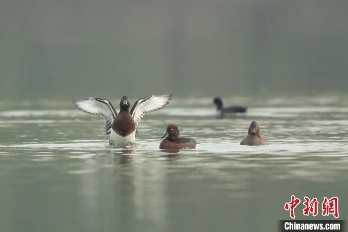 10月20日，在滹沱河湿地拍摄到的鸟类，从左到右依次为青头潜鸭、白眼潜鸭和红头潜鸭。 <a target='_blank' href='/'>中新社</a>发 刘洵 摄