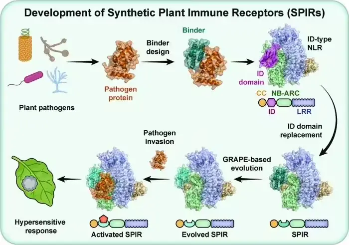 中国科学家实现植物免疫受体精准定制化设计,成果登上《科学》