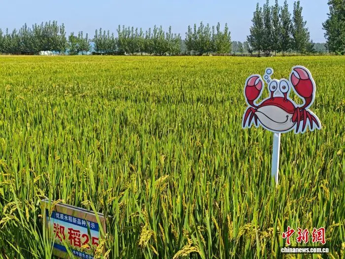 图为水牛赵村的稻蟹共生种养基地。李海珠 摄