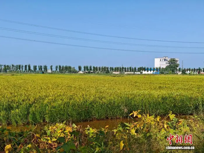 图为菜吴村稻鳅共生种养基地。李海珠 摄