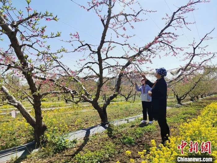 这样也行？（桃花）桃花春天的样子简笔画 第2张