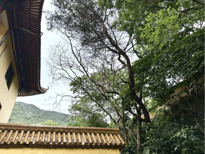 昔日永嘉大师，今朝法通和尚 | 吴越黄檗踪迹