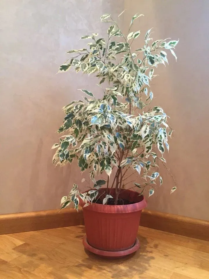 4种适合园艺新手的盆栽绿植，耐看不贵，夏季高温也可以入手-园艺树有哪些