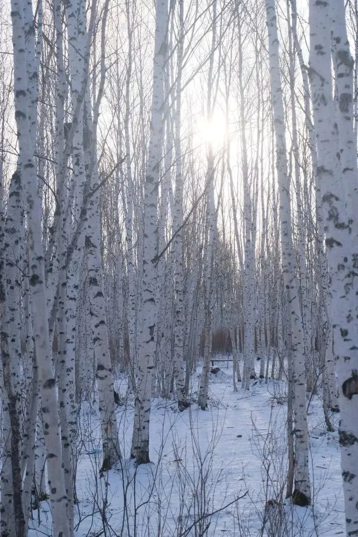 图片[39]-去一次就上瘾的雪国！极光圣诞全都有！-华闻时空