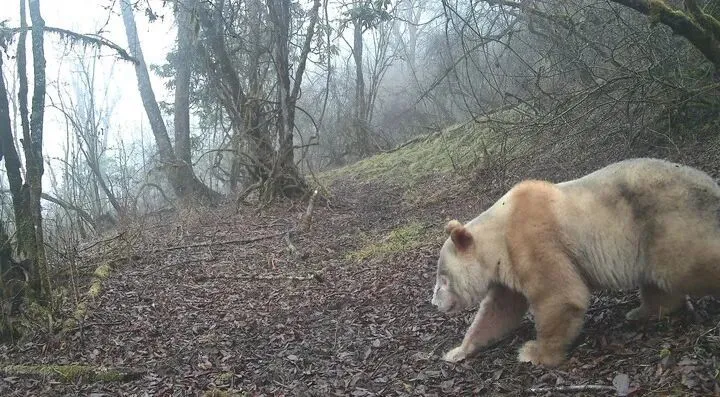画面极其罕见：全球唯一野生白色大熊猫长大了