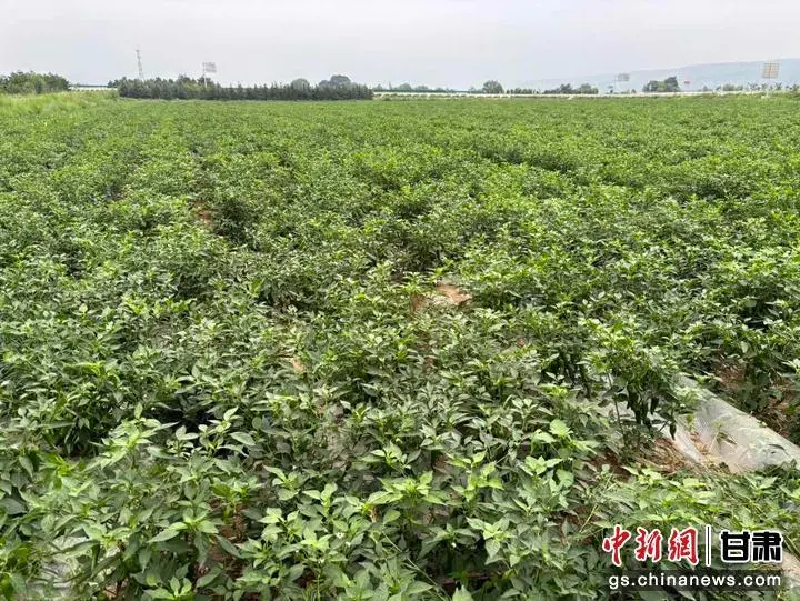 图为辣椒田郁郁葱葱。
