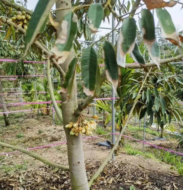 种植基地榴莲树挂果。受访者供图