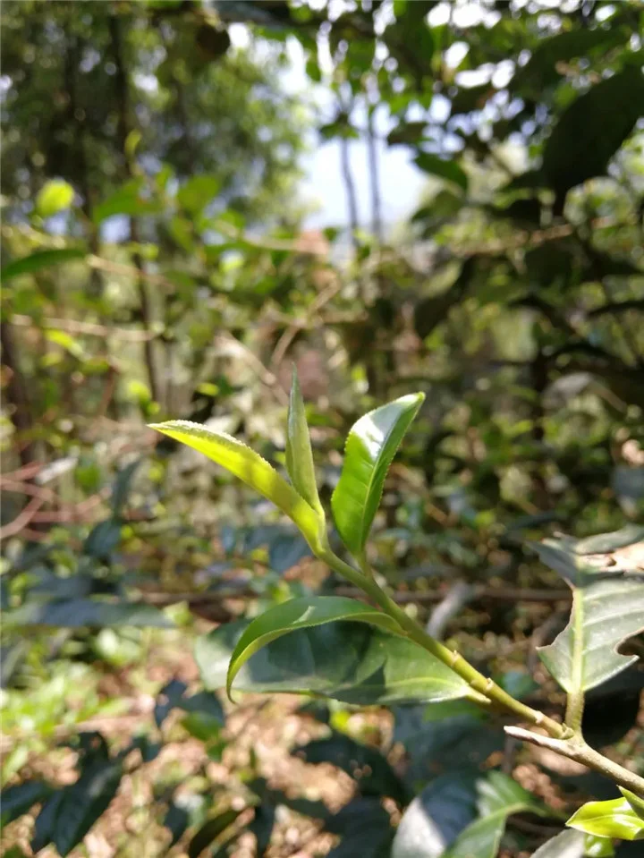 勐库茶区的几个知名茶山及普洱茶特点简介(勐库茶区介绍)