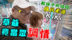 【含羞草】原来妹子都深藏不露？根本直接开外挂在打台啊！