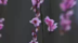 都江堰问花村：问花何时来，等你踏春来